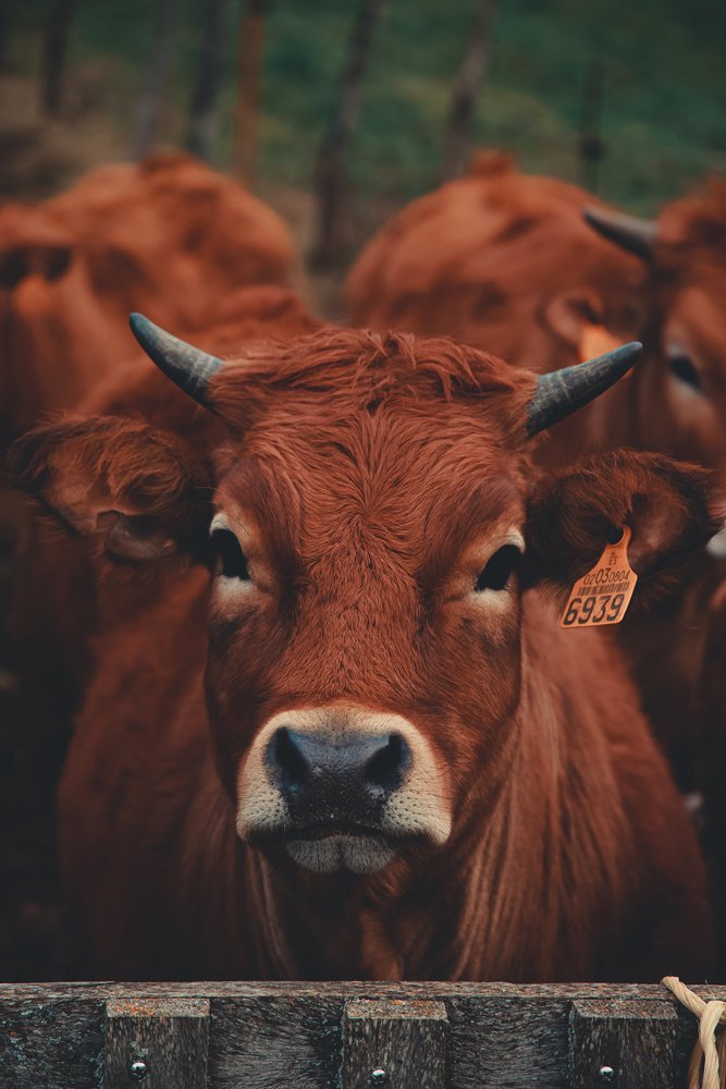 Animales de libre pastoreo