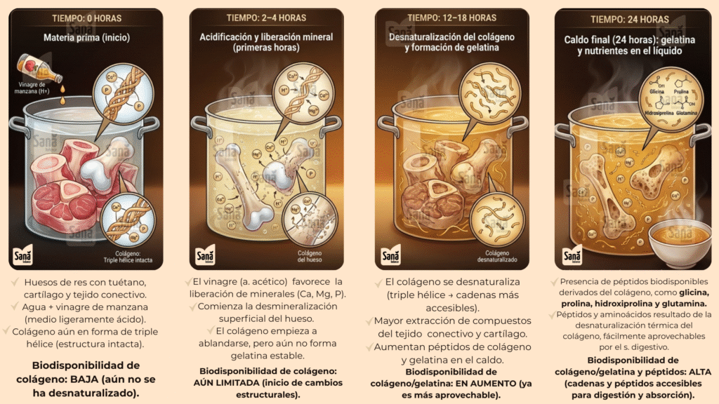 Infografía científica del proceso bioquímico hecha por Sana Balance del caldo de hueso de res, mostrando la desnaturalización del colágeno, liberación de minerales y formación de gelatina durante una cocción lenta de 24 horas.